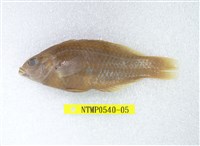 藏品(日本擬隆頭魚)的圖片